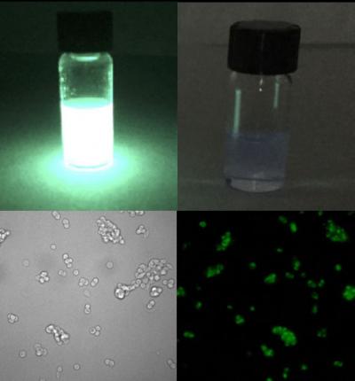 A Bright 'Glow Stick' Marker for Cells