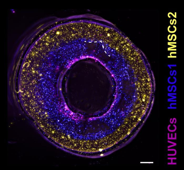 Different cell layers in proof of principle blood vessel