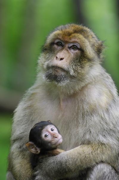 Macaque Stress Study