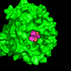 Nipah virus and inhibitor