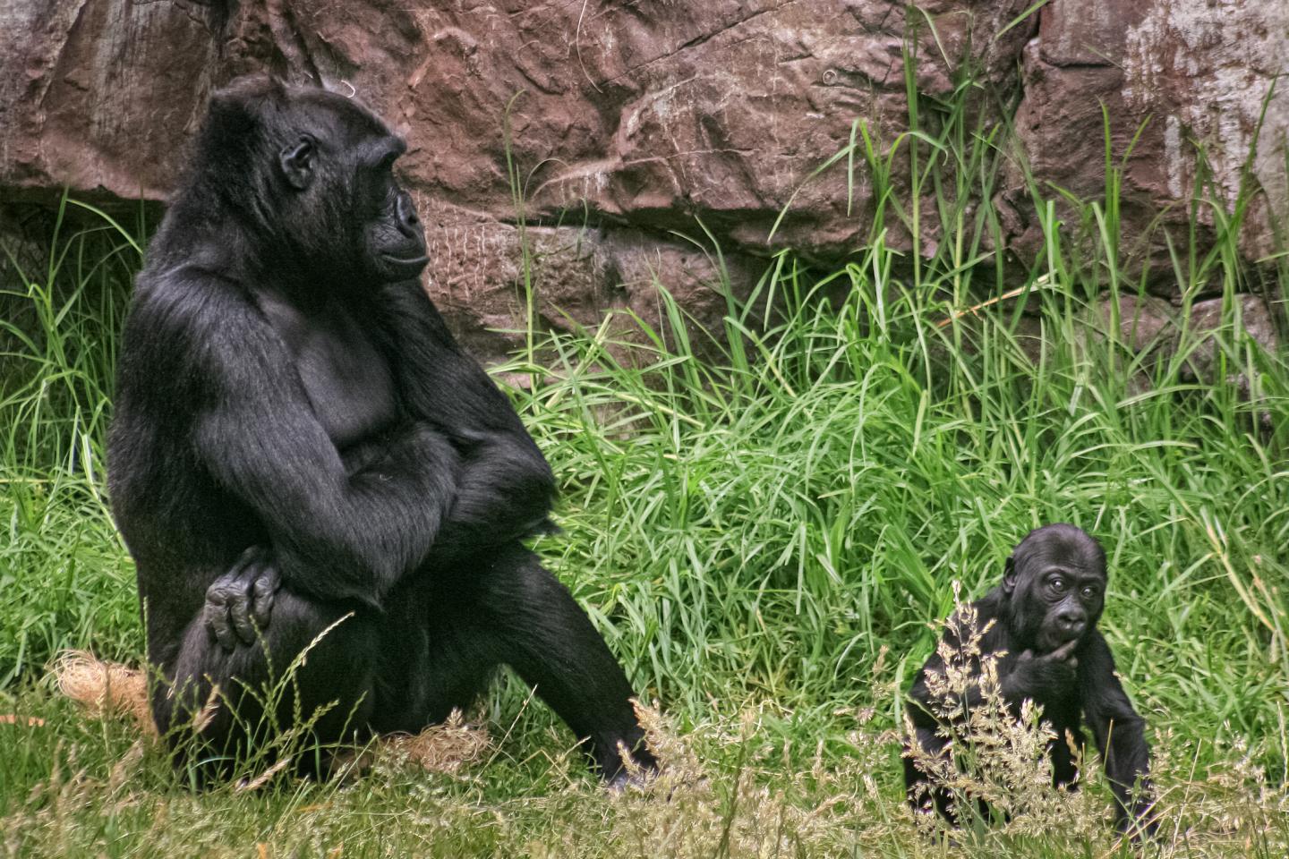 Female Gorilla with 8 Months Old Offspring in Zoo