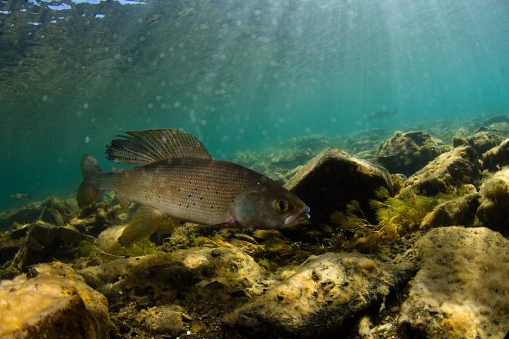 Arctic Grayling