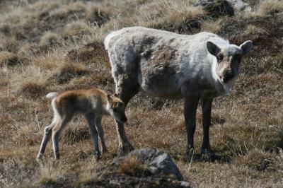 Global Warming Linked to Caribou-Calf Mortality (3 of 3)