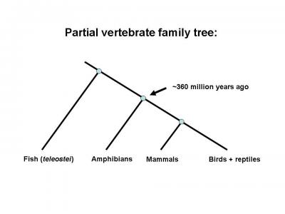 Leaping Frogs: First Amphibian Genome Sequenced (3 of 3)