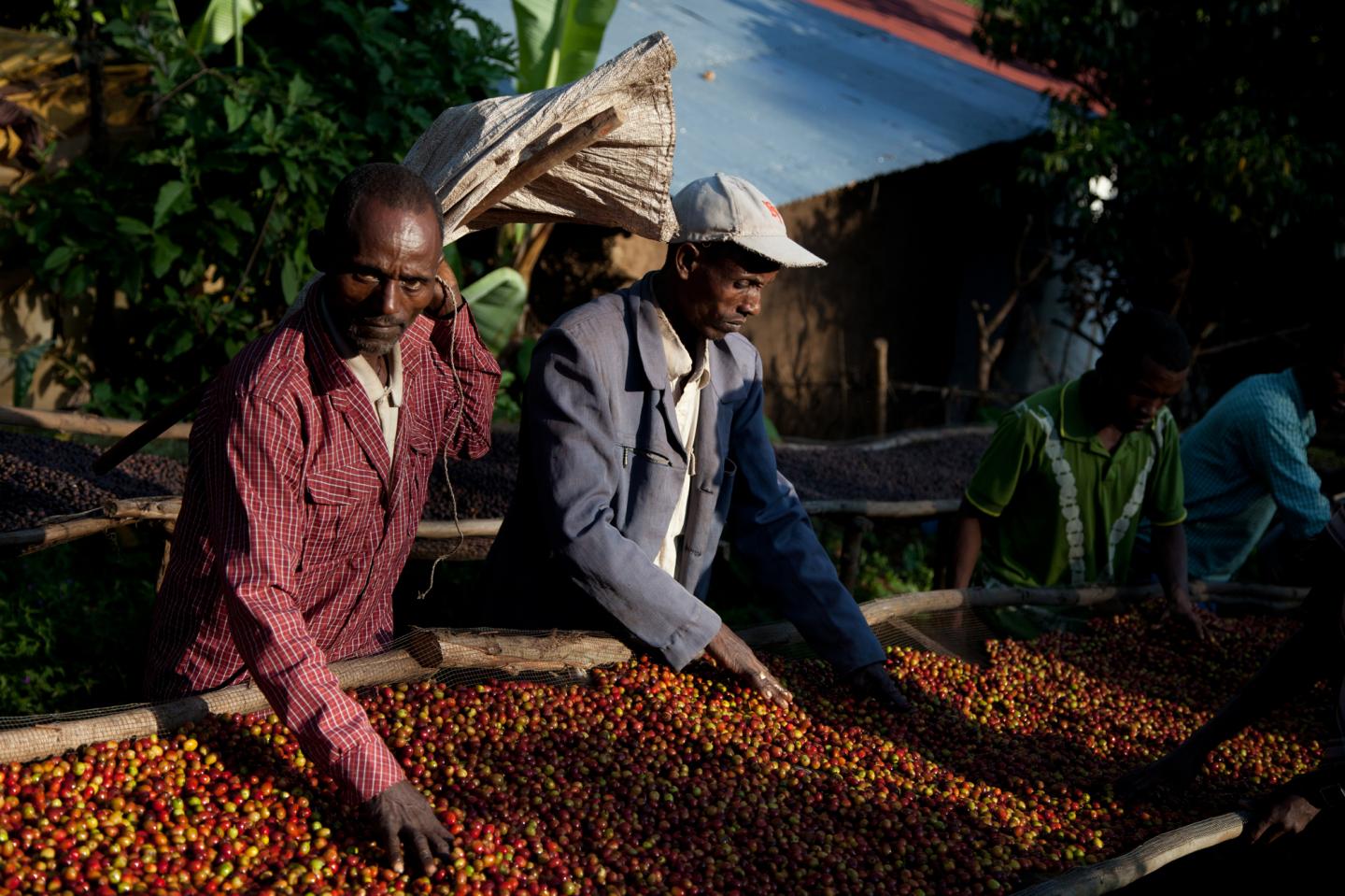 Ethiopian Farmers