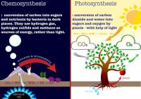 Photosynthesis vs. Chemosynthesis