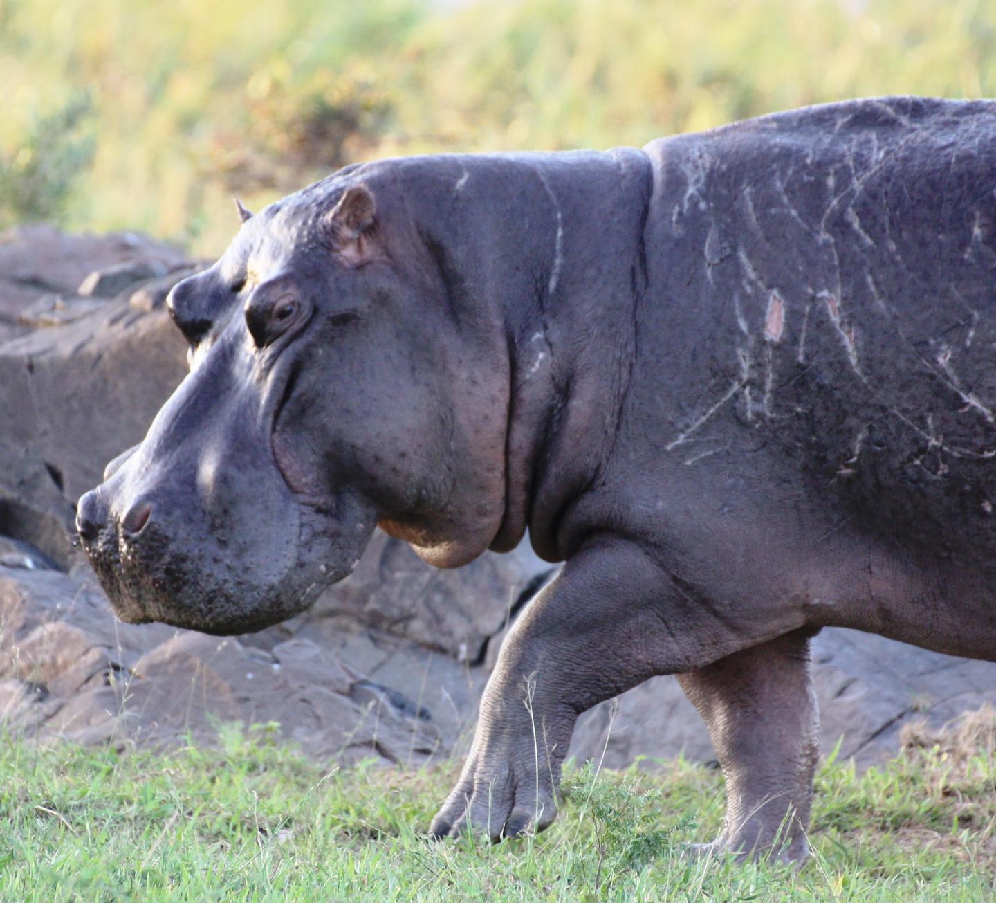 World's Large Herbivores Dwindling, Poaching a Major Threat (4 of 6)