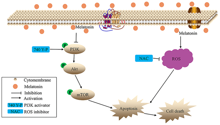 Figure 7. The hypothetical schema of melatonin in gallbladder cancer cells.