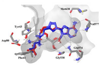 Molecular Modeling Image of a Substance that Binds to Aminoacyl-tRNA Synthetase