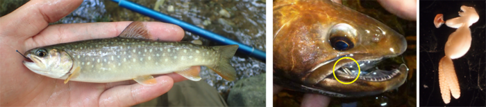 Whitespotted char from the survey site