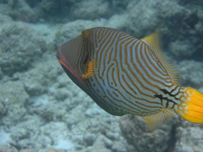 Triggerfish