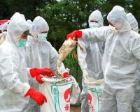 Poultry Infected with Bird Flu