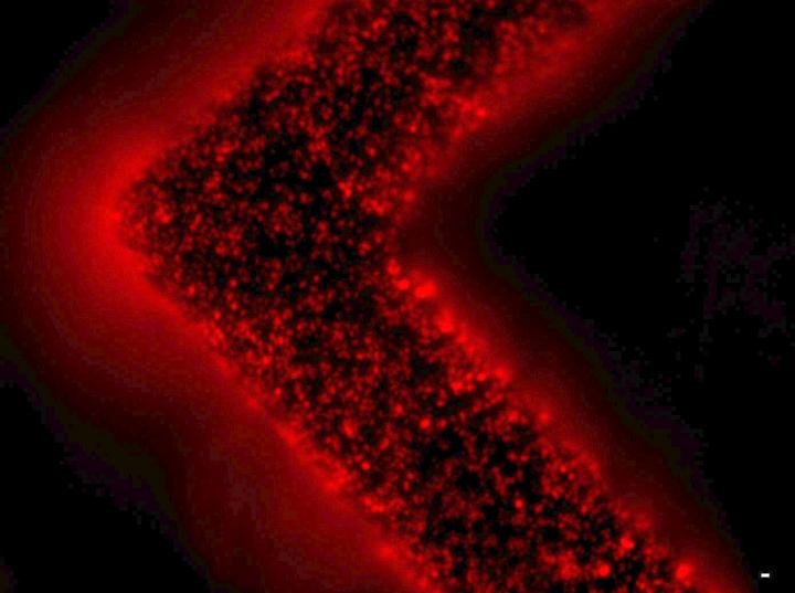 Extracellular Vesicles Adhere to Surface of EVHB-Chip