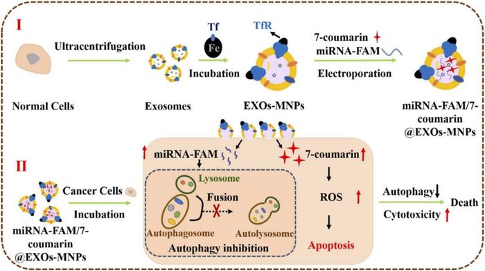 ENGINEERED EXOSOME-BASED DRUG DELIVERY SYSTEM FOR SYNERGISTIC CANCER THERAPY VIA AUTOPHAGY INHIBITION AND CHEMOTHERAPY