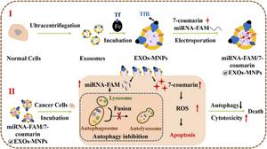 ENGINEERED EXOSOME-BASED DRUG DELIVERY SYSTEM FOR SYNERGISTIC CANCER THERAPY VIA AUTOPHAGY INHIBITION AND CHEMOTHERAPY