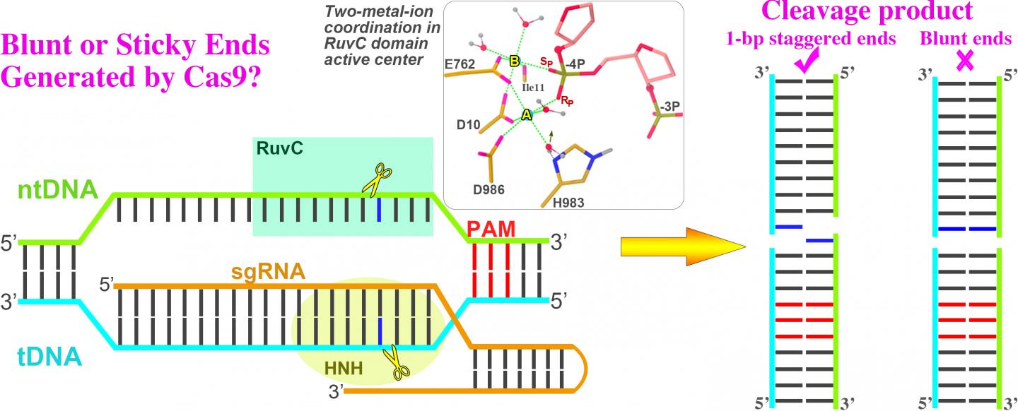 CRISPR/Cas9 Produces Staggered Ends at Cleavage Site