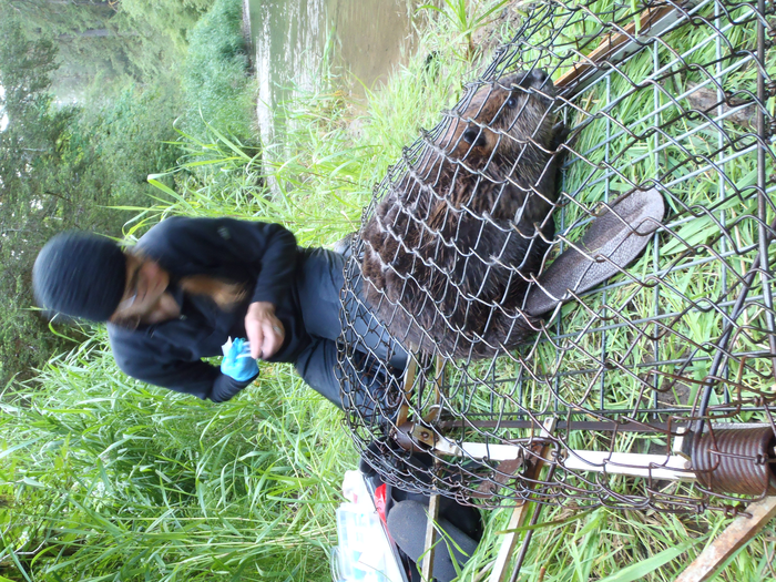 Beaver trapped