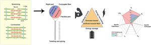 Comparison of the conceptual diagram and major performance of biomass-based artificial muscle fiber that can produce and store energy