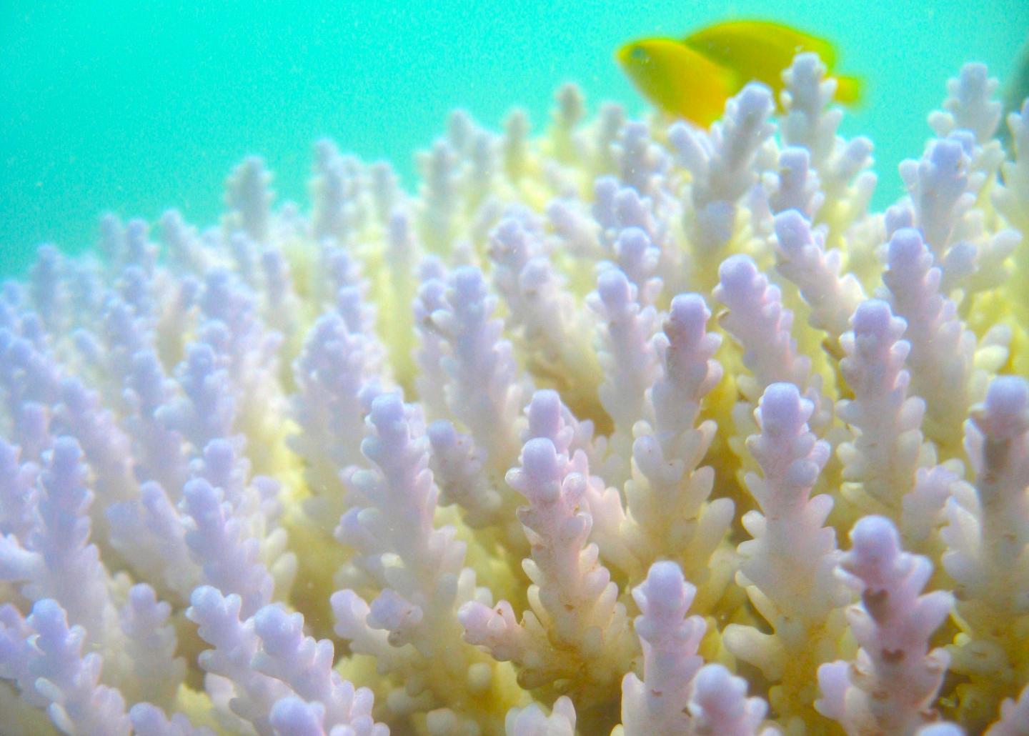 Coral Bleaching