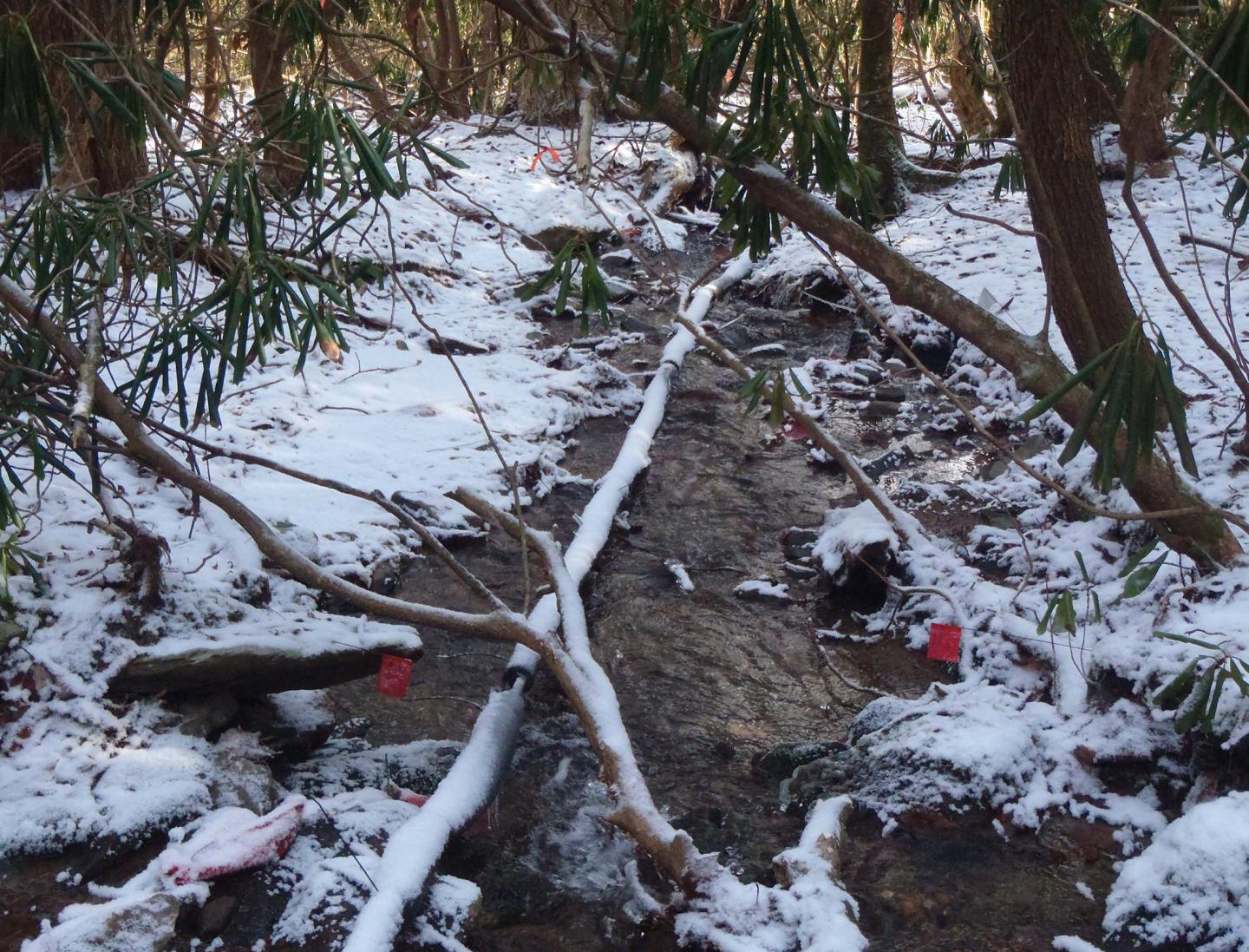 Ecosystem Services in Streams - Winter