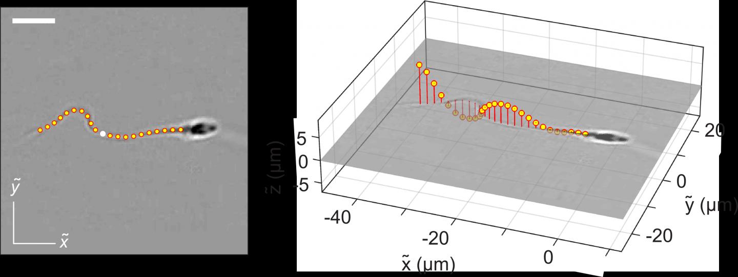 Sperm Flagella Motion