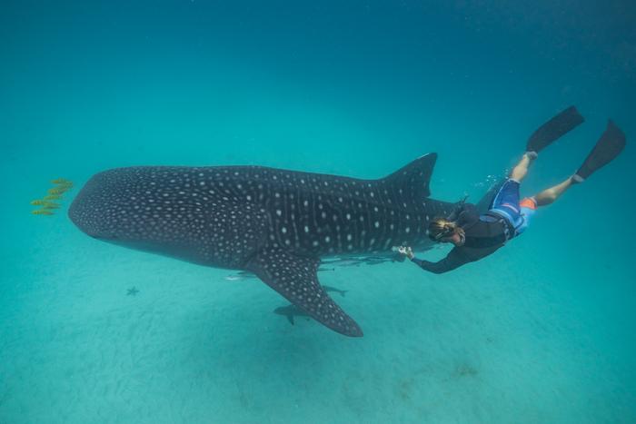 Whale shark skin sampling