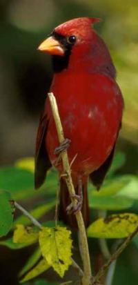 North American Red Cardinal