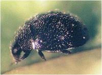 Black Lady bug