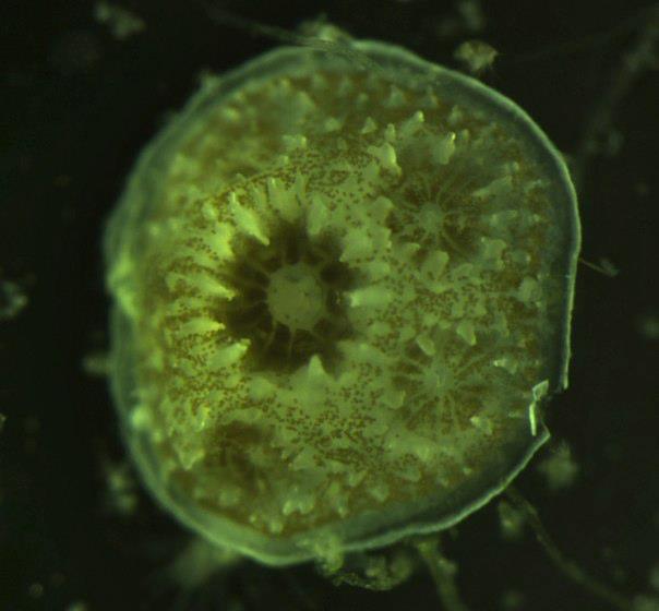 Juvenile Lace Coral