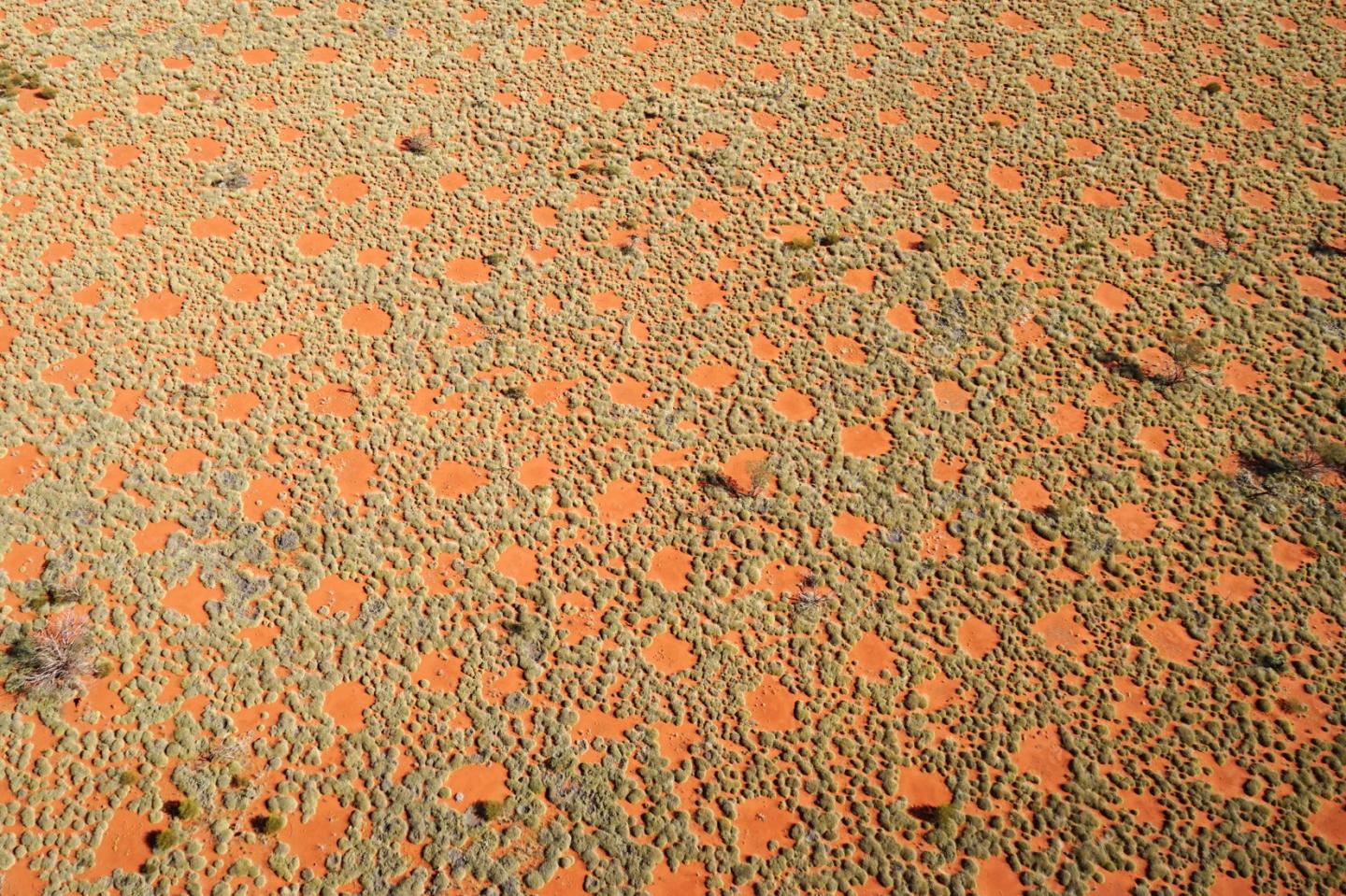 Researchers Get to the Bottom of Fairy Circles (2 of 3)