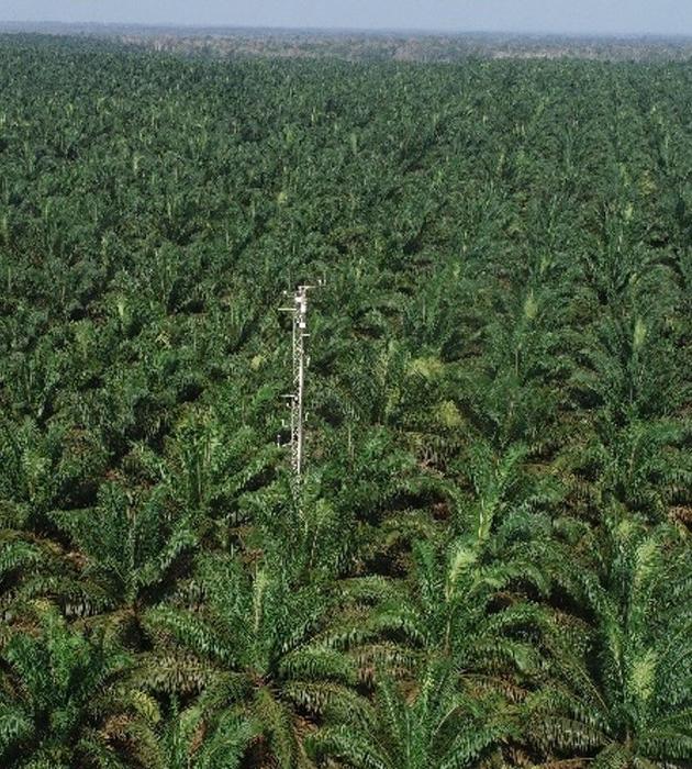 Drone view of oil palm plantation with tower to measure N2O emissions