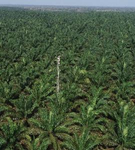 Drone view of oil palm plantation with tower to measure N2O emissions