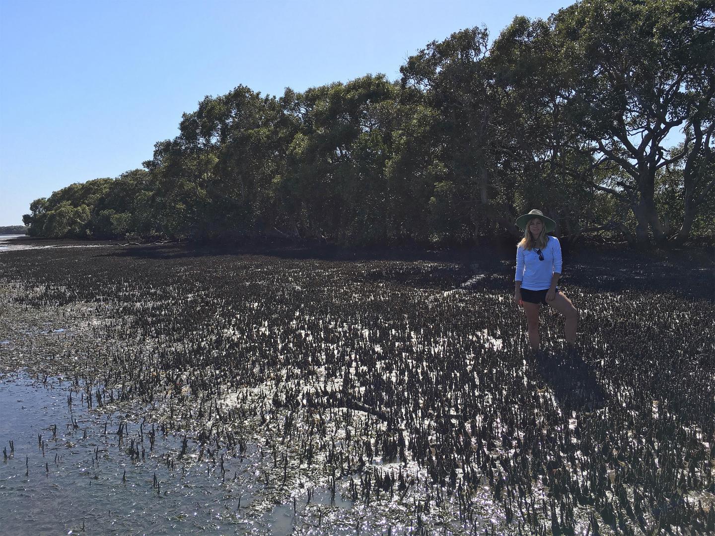 Will Methane Emissions from Mangrove Sediments Offset Mangroves' Carbon Dioxide Storage? (7 of 7)