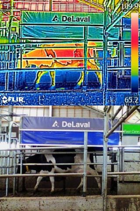 Infrared and colour image of a Holstein cow leaving the milking station