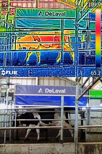 Infrared and colour image of a Holstein cow leaving the milking station