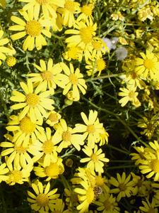 Senecio squalidus