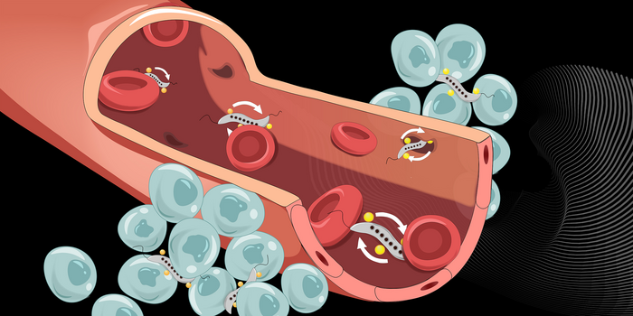 Magnetic bacteria in blood vessel