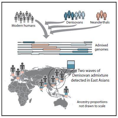 Denisovan Graphical Abstract