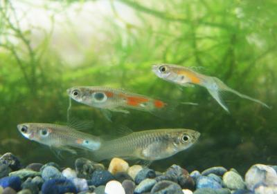Three Male Wild Guppies, Showing Various Body Colors, and One Female
