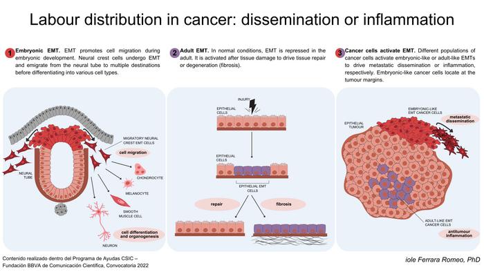 Cancer Cell Populations Segregate to Favor Metastasis or Antitumor Inflammation