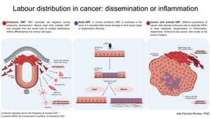 Cancer Cell Populations Segregate to Favor Metastasis or Antitumor Inflammation