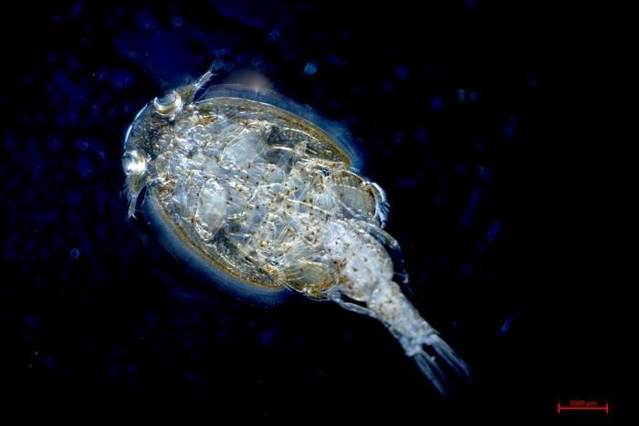 Sea louse (Caligus clemensi)