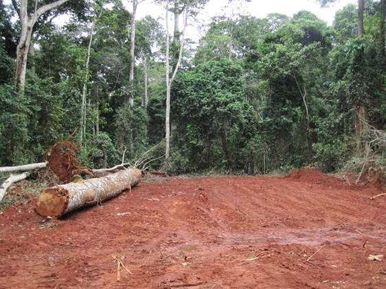 Dartmouth Sustainable Tropical Forest Policies Study