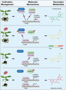 A model for CsPHRs-mediated catechin biosynthesis in tea.