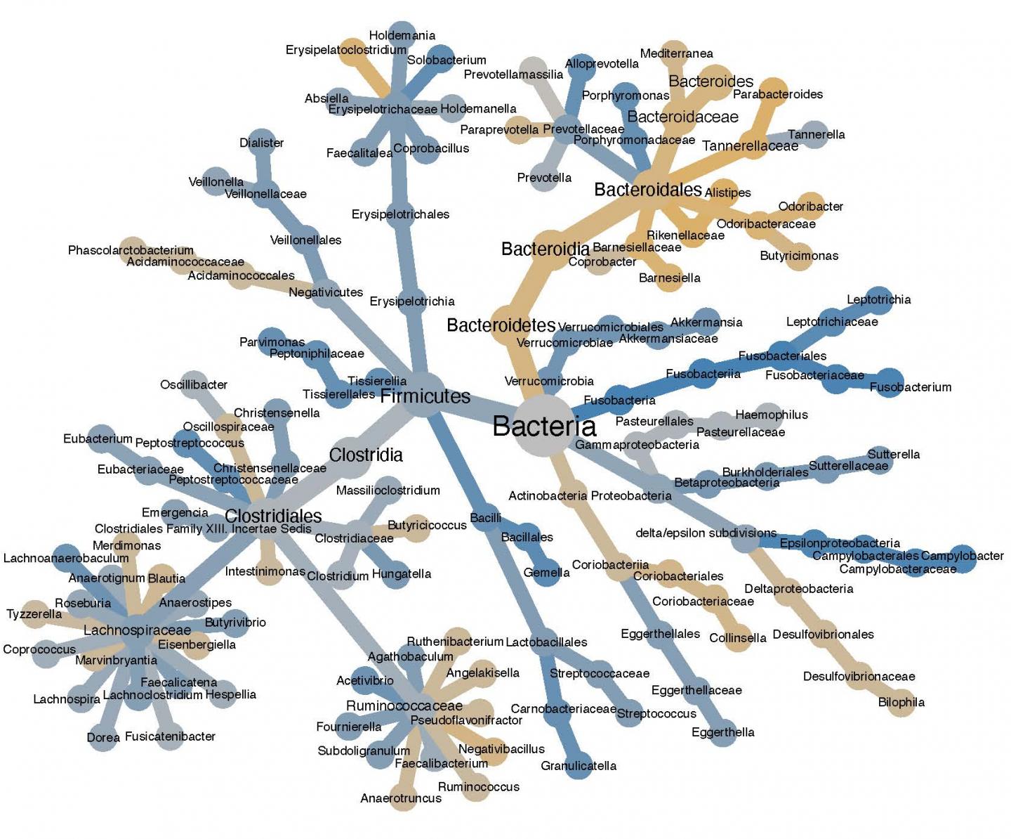 Cancer Bacteria Tree