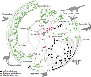 Eggshell type ancestral state reconstruction under hierarchal Bayes framework.