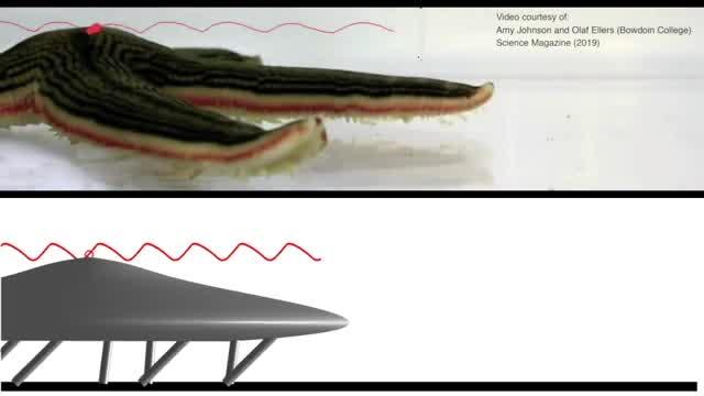 Computational Model of Sea Star Movement