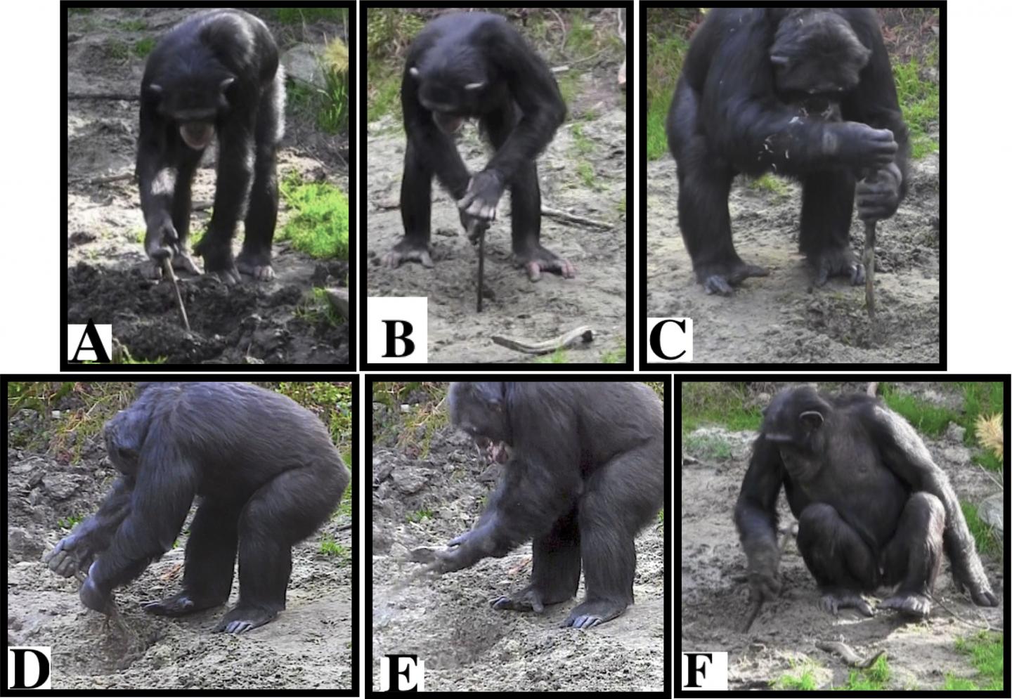 Captive Chimpanzees Spontaneously Use Tools to Excavate Underground Food