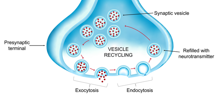 Vesicle recycling