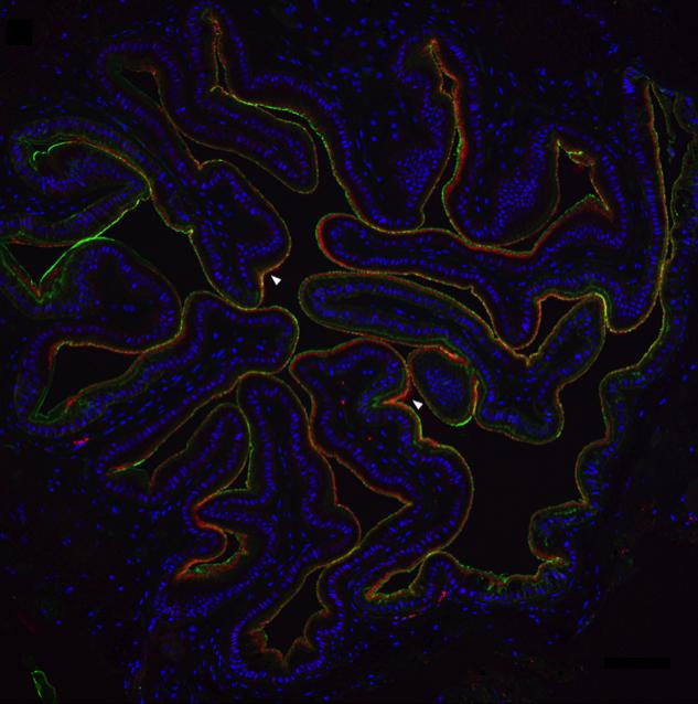 Cuttlefish Microbiome (Esophogus)